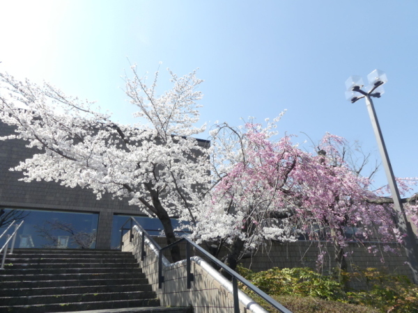 図書館・文化資料館の桜の様子